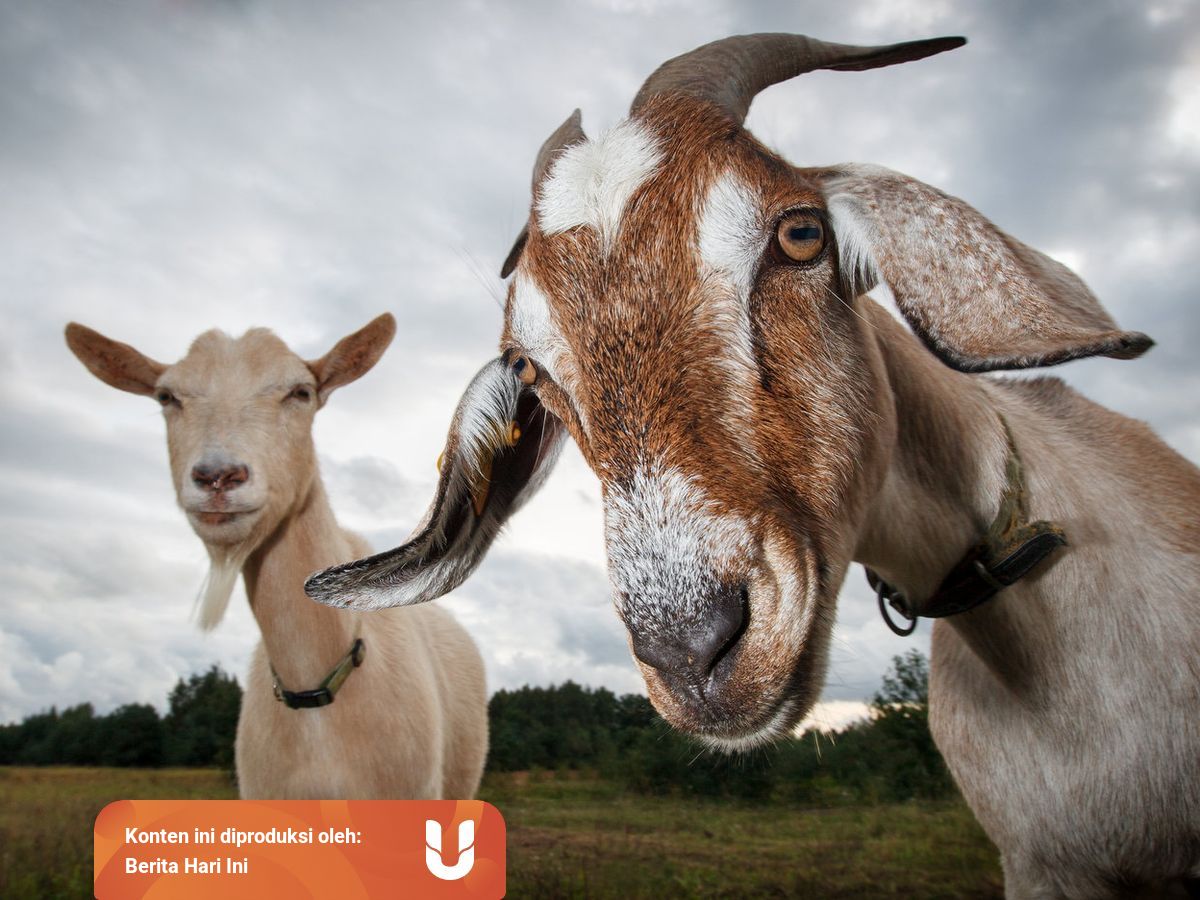 Jelaskan Kapan Waktu Penyembelihan Hewan Akikah Jelaskan